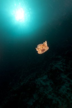 Cauliflower jellyfish in the Red Sea. clipart