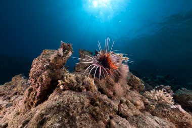 clearfin lionfish kızıl denizi.