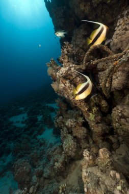 Kızıl Deniz 'deki tropik resif.