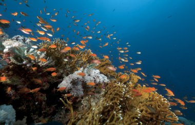 Kızıldeniz anthias ve tropikal su altında yaşam.