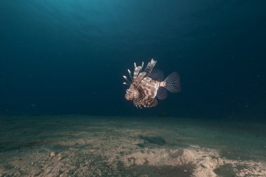 Kızıl Deniz 'de aslan balığı.