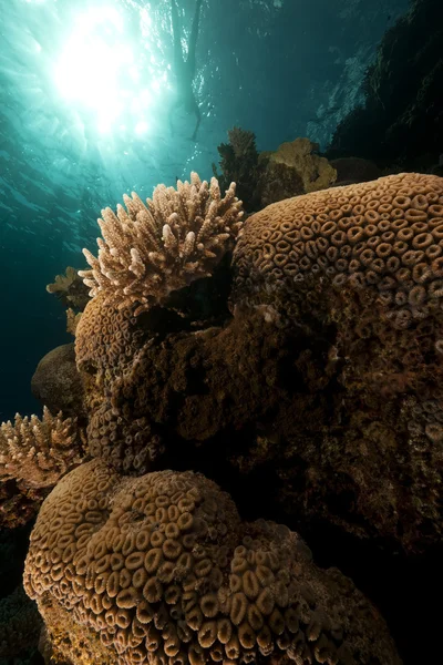 Vita sottomarina tropicale nel Mar Rosso . — Foto Stock