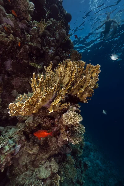 Schnorchler im Roten Meer. — Stockfoto