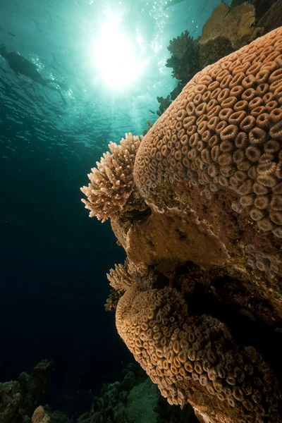 Vida subaquática tropical no Mar Vermelho . — Fotografia de Stock