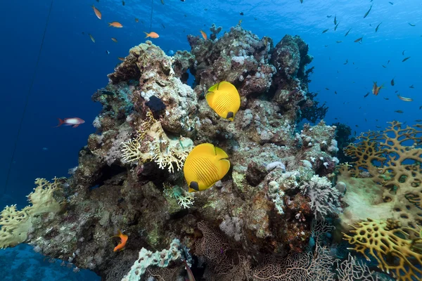 Masked butterflyfish in the Red Sea. — Stock Photo, Image