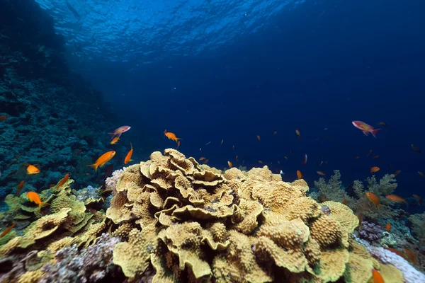 热带水下生活在红海. — 图库照片