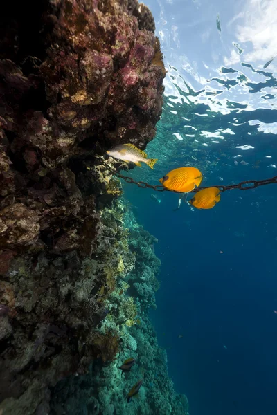 Maskierte Falterfische im Roten Meer. — Stockfoto