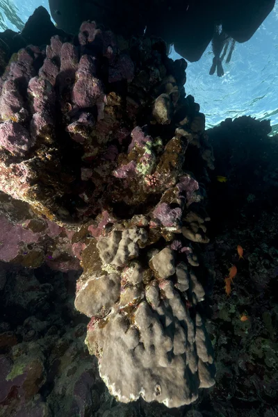 Pod plovoucí mola v Rudém moři. — Stock fotografie