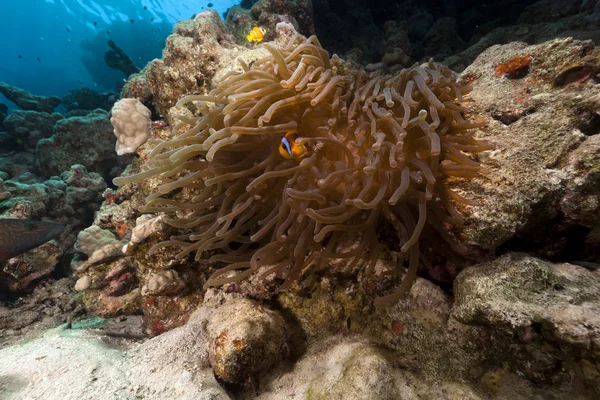 Prachtige anemone en anemonefish in de rode zee. — Stockfoto