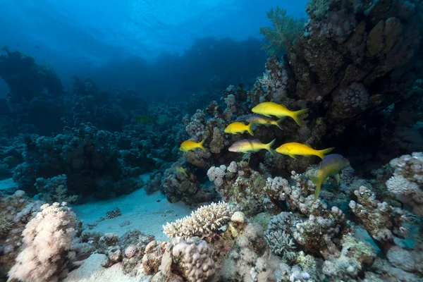 Желтоседловая рыба в Красном море . — стоковое фото