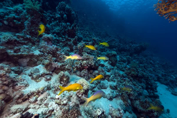 Yellowsaddle goatfish v Rudém moři. — Stock fotografie
