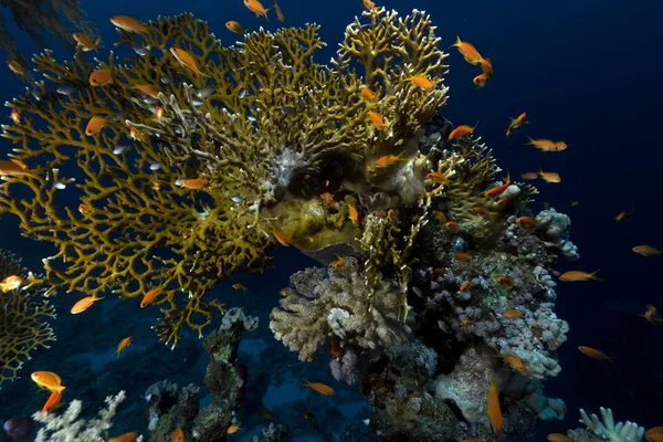 Vie sous-marine tropicale en mer Rouge . — Photo