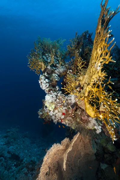 Vida submarina tropical en el Mar Rojo . — Foto de Stock