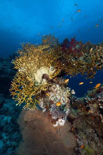 Τροπικά υποβρύχια ζωή στην Ερυθρά θάλασσα. — Φωτογραφία Αρχείου