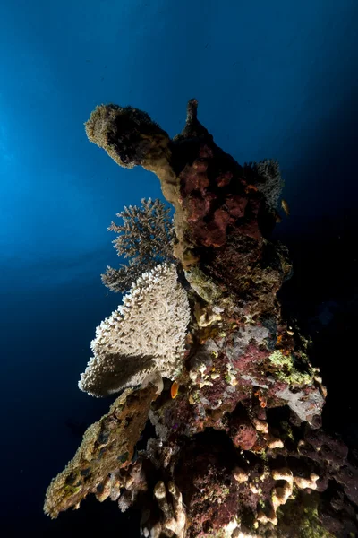 Vie sous-marine tropicale en mer Rouge . — Photo