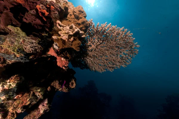 紅海の表サンゴ. — ストック写真