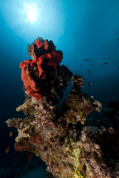 Vida subaquática tropical no Mar Vermelho . — Fotografia de Stock