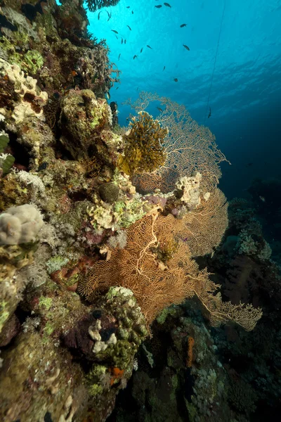 Mořský vějíř v Rudém moři. — Stock fotografie