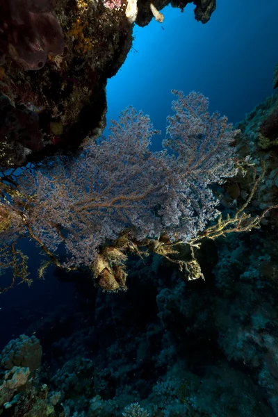 Ventilador do mar no Mar Vermelho . — Fotografia de Stock