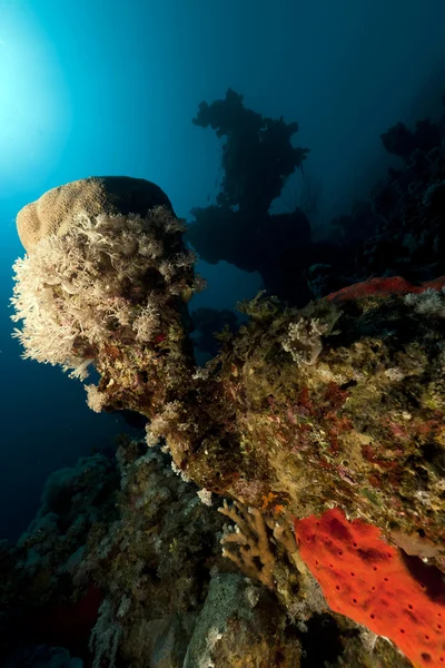 Vita sottomarina tropicale nel Mar Rosso . — Foto Stock