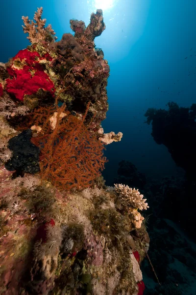 Trópusi, víz alatti élet a Vörös-tengeren. — Stock Fotó