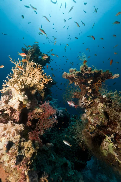 Vida submarina tropical en el Mar Rojo . —  Fotos de Stock