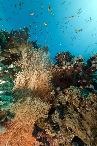 Tropische onderwater leven in de rode zee. — Stockfoto