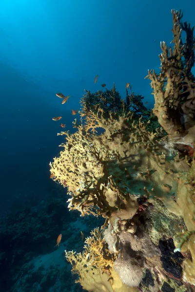 Tropiska undervattens liv i Röda havet. — Stockfoto