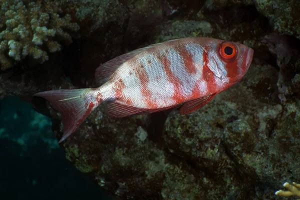 Creciente cola bigeye en el Mar Rojo . —  Fotos de Stock