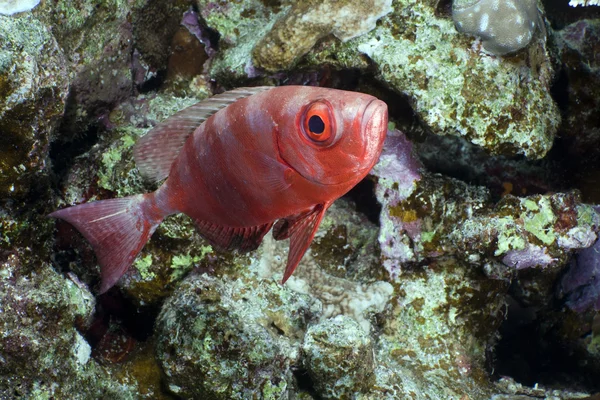 Creciente cola bigeye en el Mar Rojo . — Foto de Stock