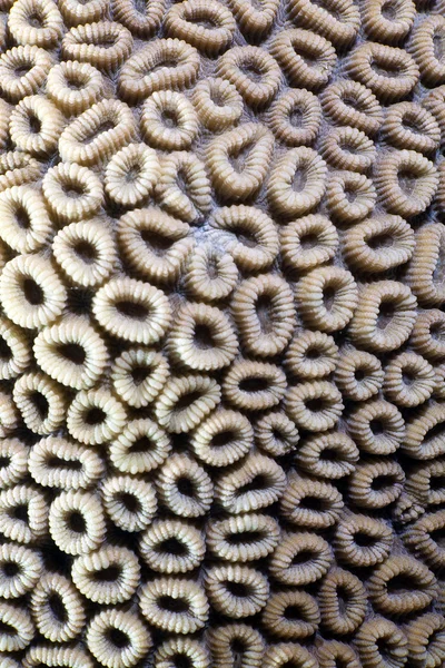 stock image Close-up of a honeycomb coral in the Red Sea.