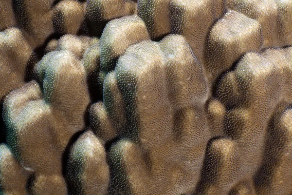 Close-up van een koepel koraal in de rode zee. — Stockfoto