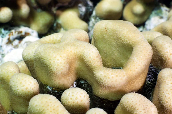 Close-up van een koepel koraal in de rode zee. — Stockfoto