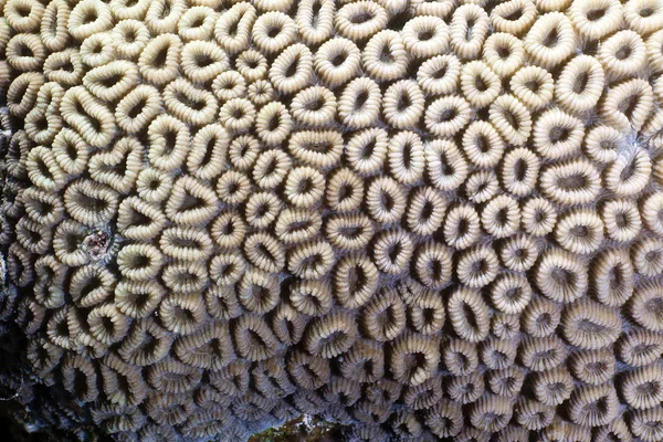 Gros plan d'un corail en nid d'abeille dans la mer Rouge . — Photo
