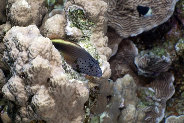 Peixes-falcão destruídos no Mar Vermelho . — Fotografia de Stock