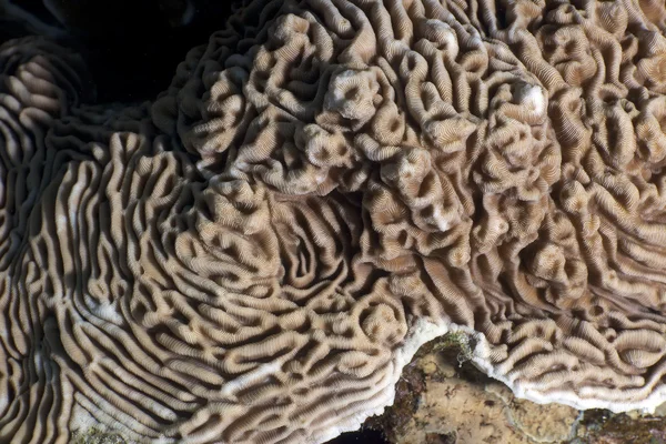 Primer plano de la textura y los padres de coral castillo (pachyseris speciosa ). — Foto de Stock