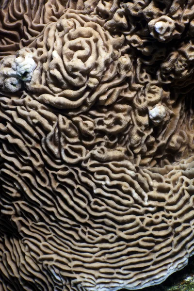 Närbild på textur och paterns slottet korall (pachyseris speciosa). — Stockfoto