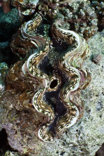 Jätte mussla i Röda havet. — Stockfoto