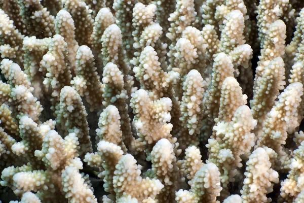 Nærbillede af acropora lamarcki i Det Røde Hav . - Stock-foto