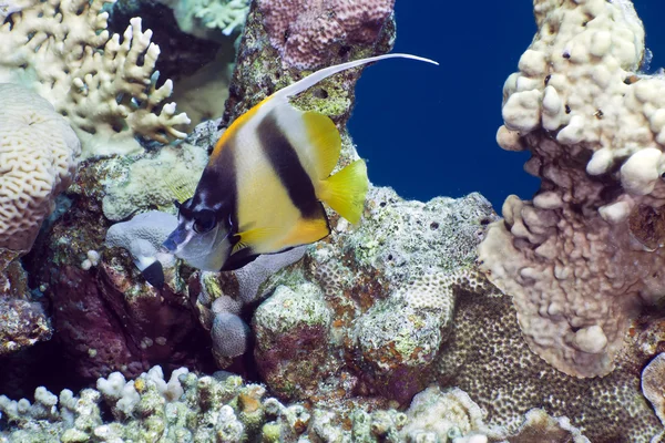 Bannerfish in the Red Sea. — Stock Photo, Image