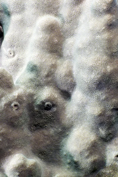Close-up of a plesiastrea versipora in the Red Sea. — Stock Photo, Image