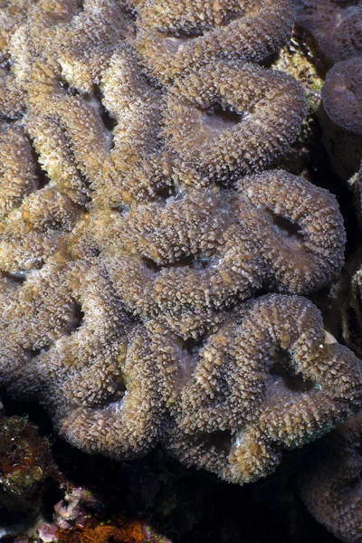 Close-up van een lobophyllia corymbosa in de rode zee. — Stockfoto
