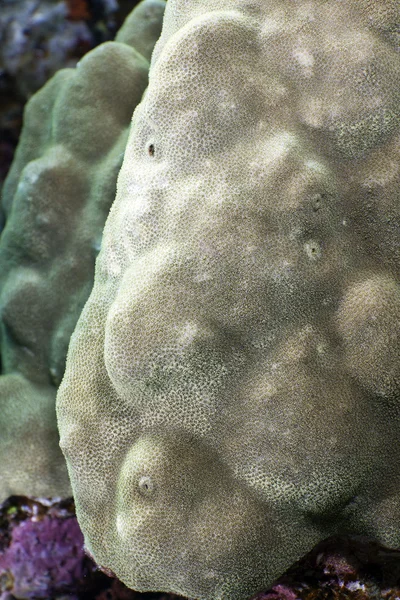 Gros plan d'une plesiastrea versipora dans la mer Rouge . — Photo