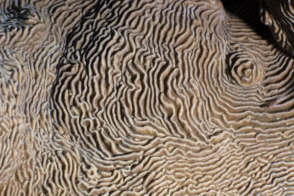 Gros plan sur la texture et les paternités du corail du château (pachyseris speciosa ). — Photo