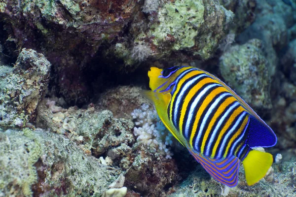 Regal angelfish in the Red Sea. — Stock Photo, Image