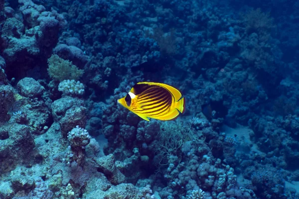 Raccoon butterflyfish in the Red Sea. — Stock Photo, Image