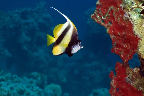 Bannerfish i Röda havet. — Stockfoto