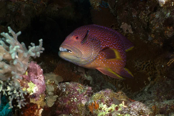 Lyretail grouper in the Red Sea. — Stock Photo, Image