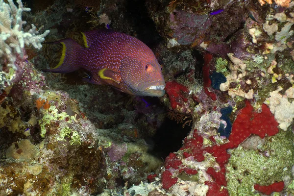 Golden grouper in de rode zee. — Stockfoto