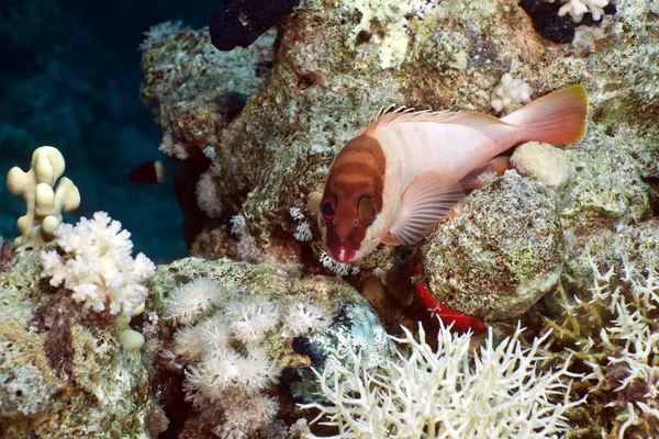 Kızıl Deniz 'de Blacktip orfozu..